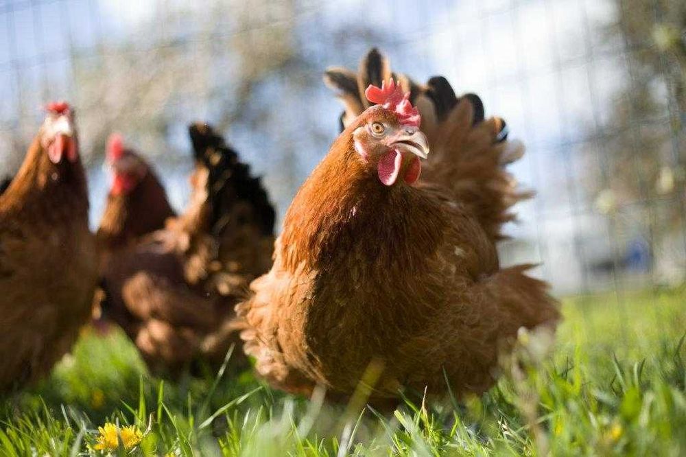 Kury rasy Rosa kolorowa dowóz gratis