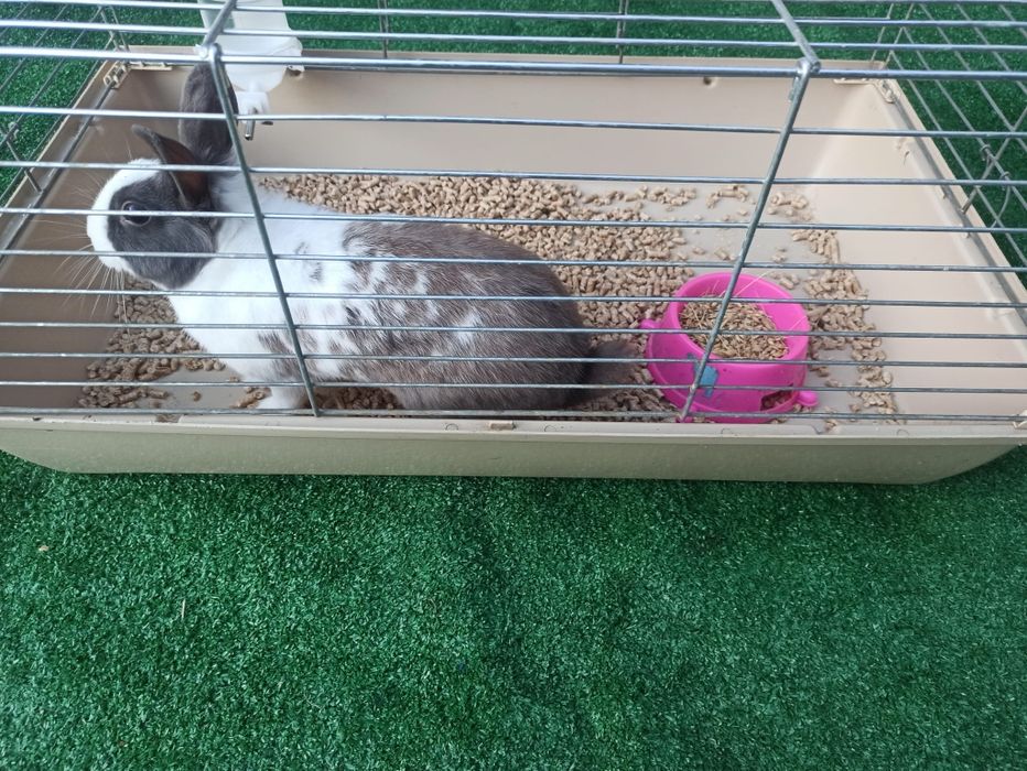 Oddam królika miniaturkę