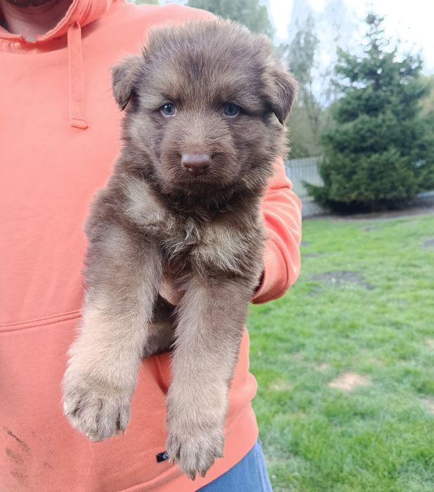 Owczarek Niemiecki Czekoladowy Szczeniak