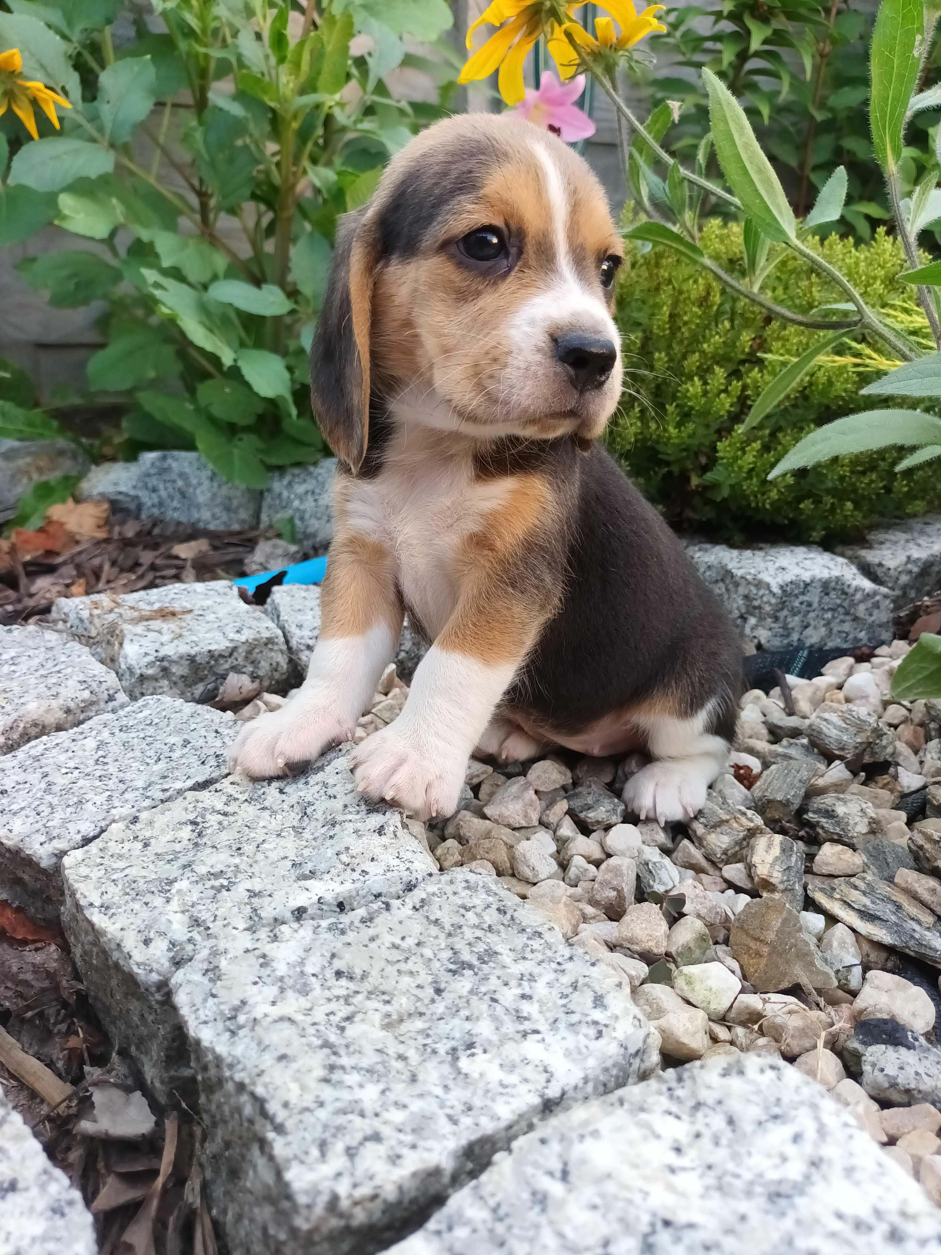 Beagel suczka gotowa do odbioru