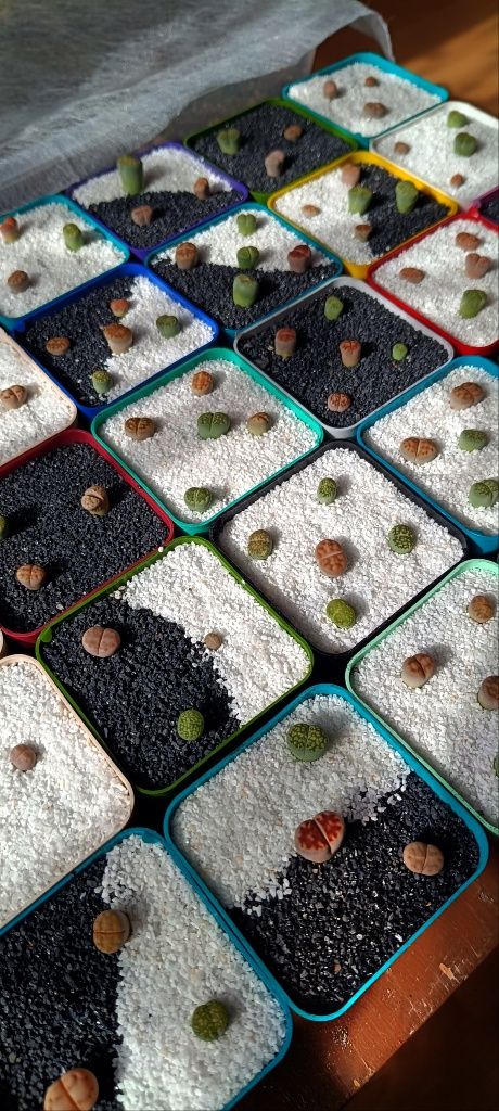 Літопси Lithops литопси