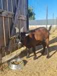 Bode anão com 1 ano (desparasitado/vacinado/brinco) _ Viseu