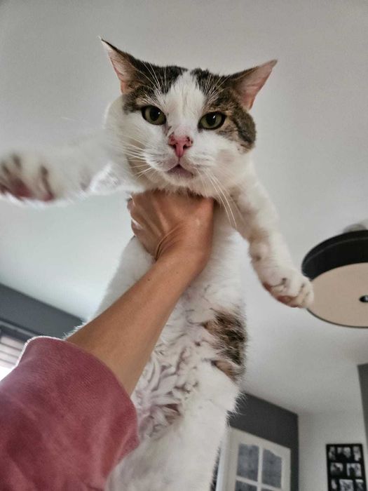 STAŚ to najukochańszy kot na świecie.  12 lat w schronisku