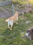 Lablador retriever  szuka domu