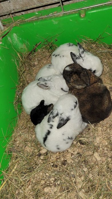 Króliczki karzełki, rex, miniaturki urodzone 17.11