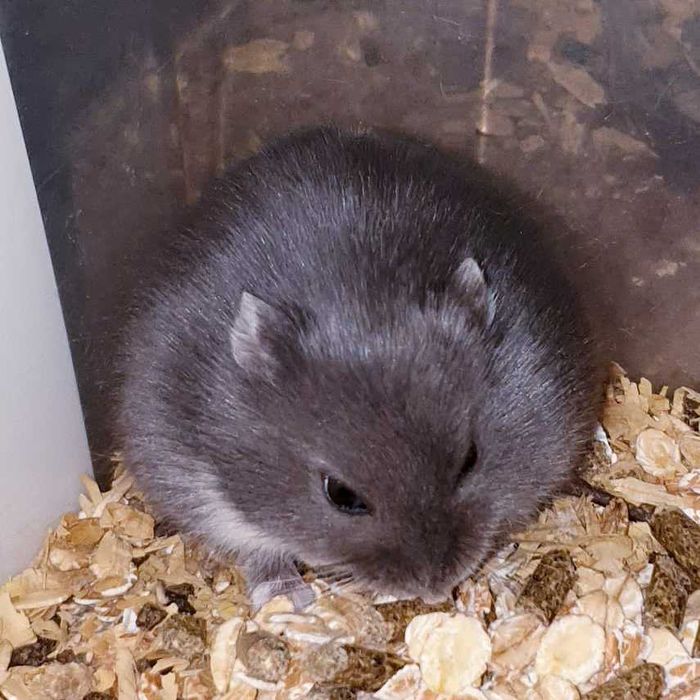 Маленькие ручные джунгарские хомяки черный сапфир. Центр