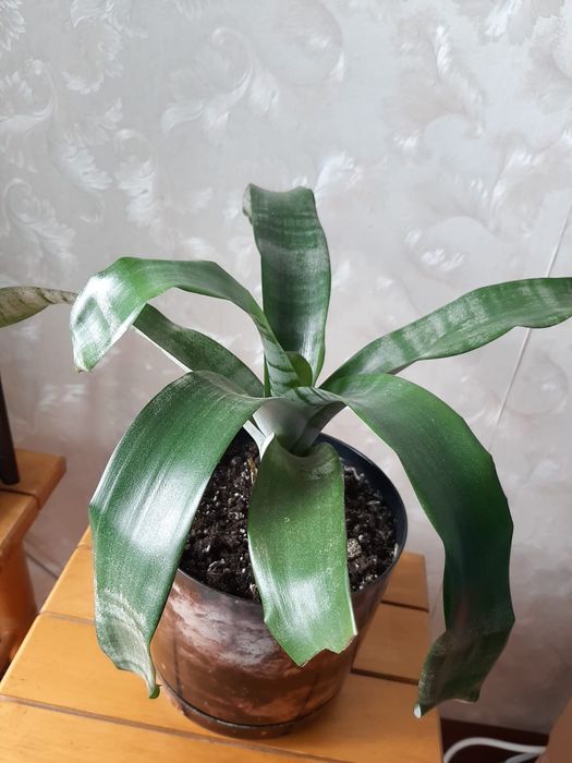 Ехмея( з рожевою квіткою)