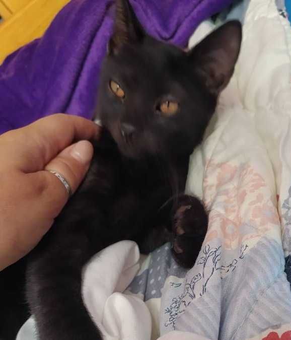 kilkumiesieczne kociaki do adopcji