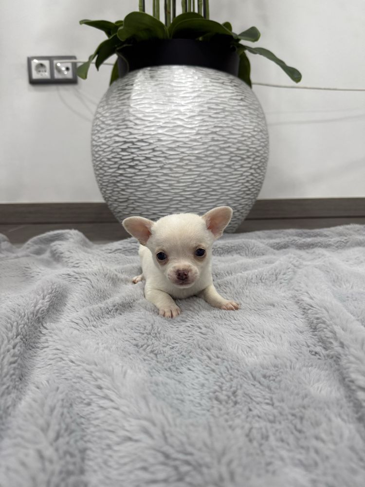 Chihuahua miniatura