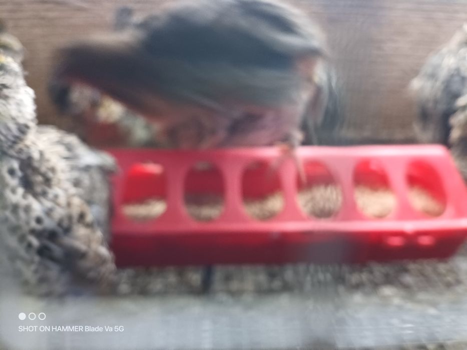 Przepiórki 5 tygodniowe