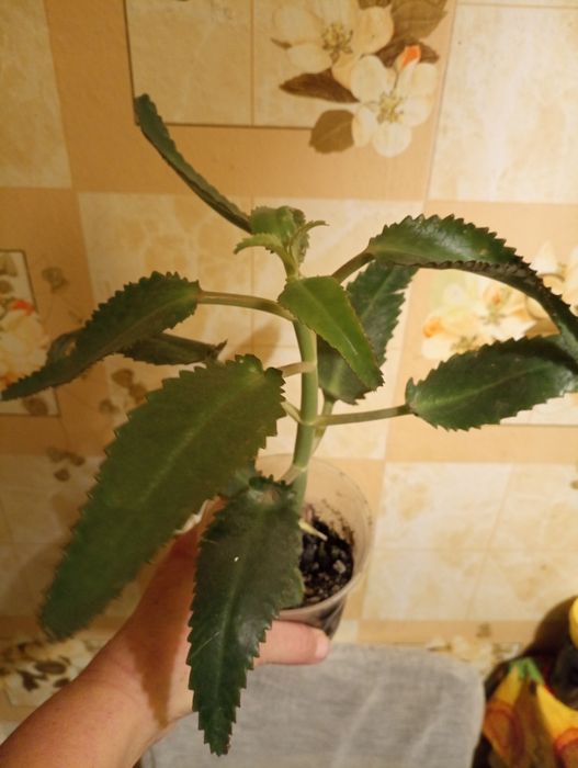 Каланхое лечебное