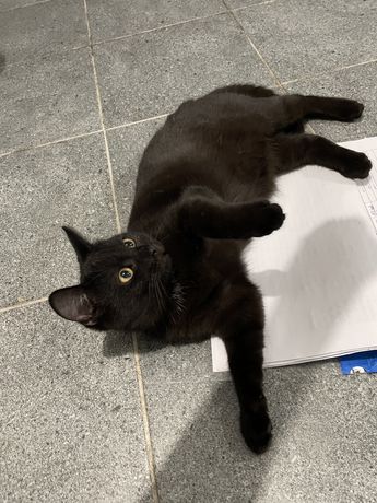 Mlodziutki czarny kotek do adopcji