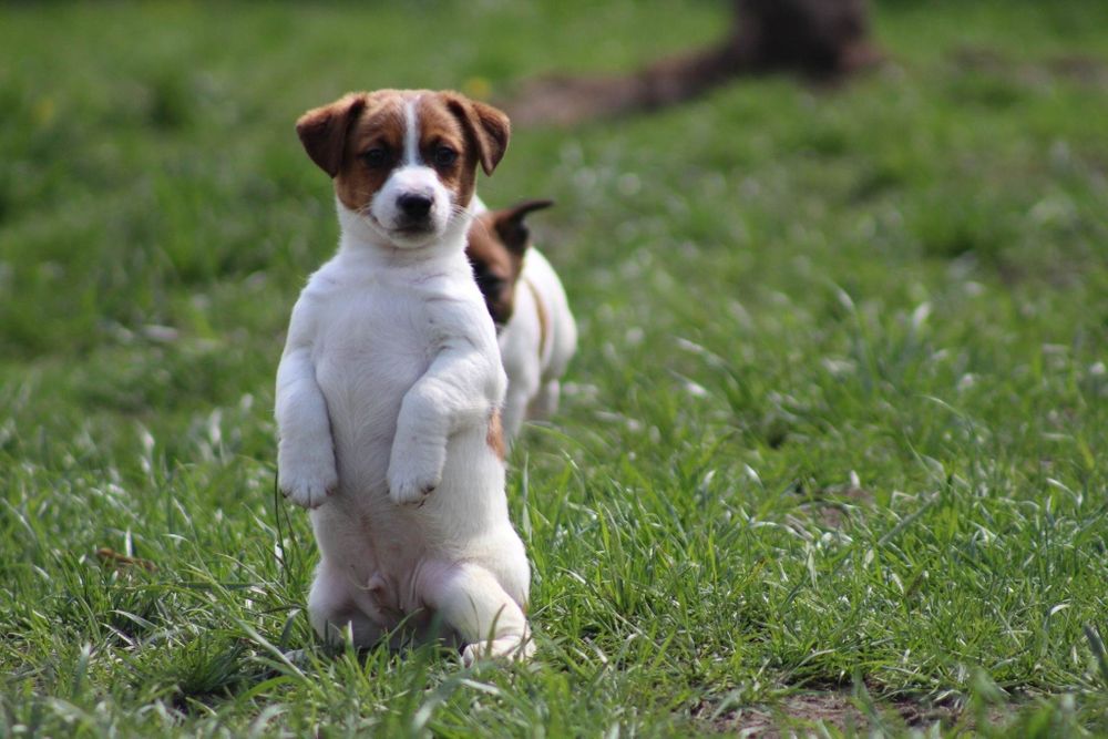 Jack Russell terrier-rewelacyjne szczeniaki(FCI)