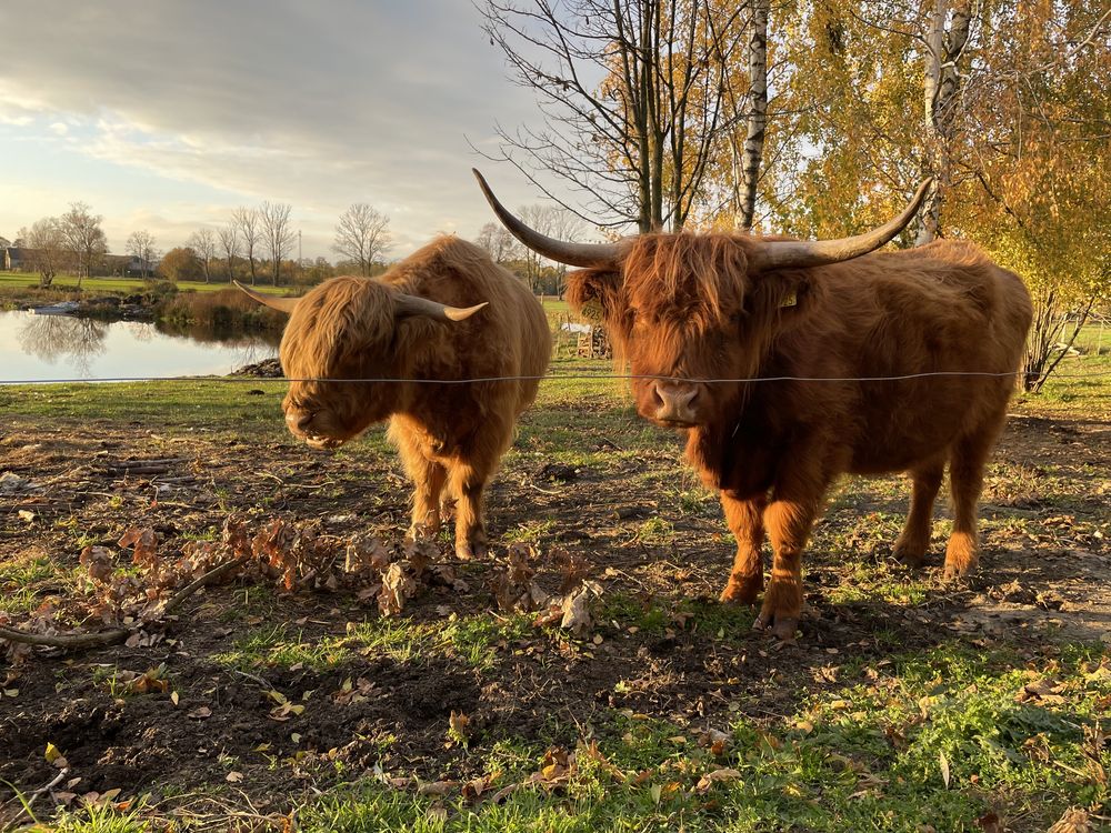 Bydło szkockie highland cuttle