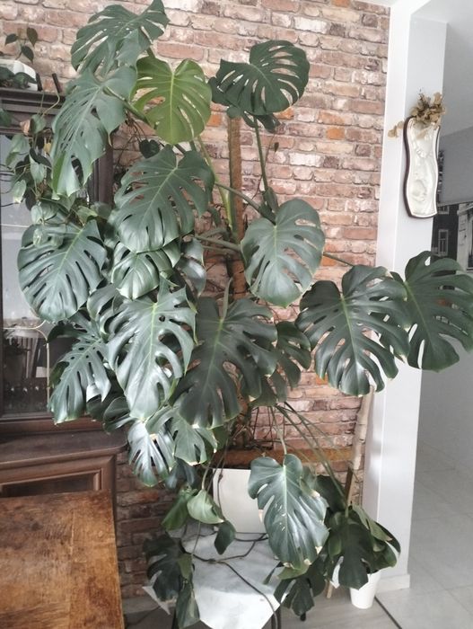 Monstera duże liście
