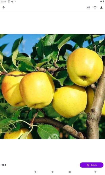 Продам саджанці дерев різних плодових культур сучасних сортів