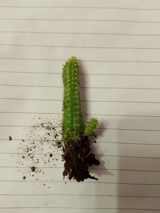 кактусы и суккулентные растения,Gasteria mizuki