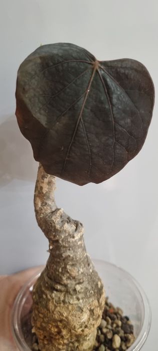 Продам  каудексное растениеAdenia stylosa, red leaf