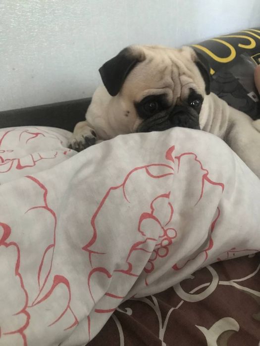 Достойный кобель для вязки  Мопс