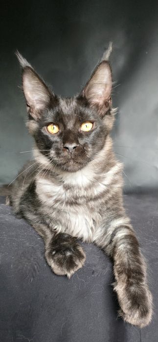 Мейн-кун чорний дим