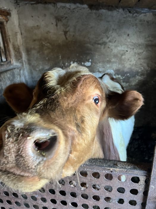 Продаю бичка живою вагою