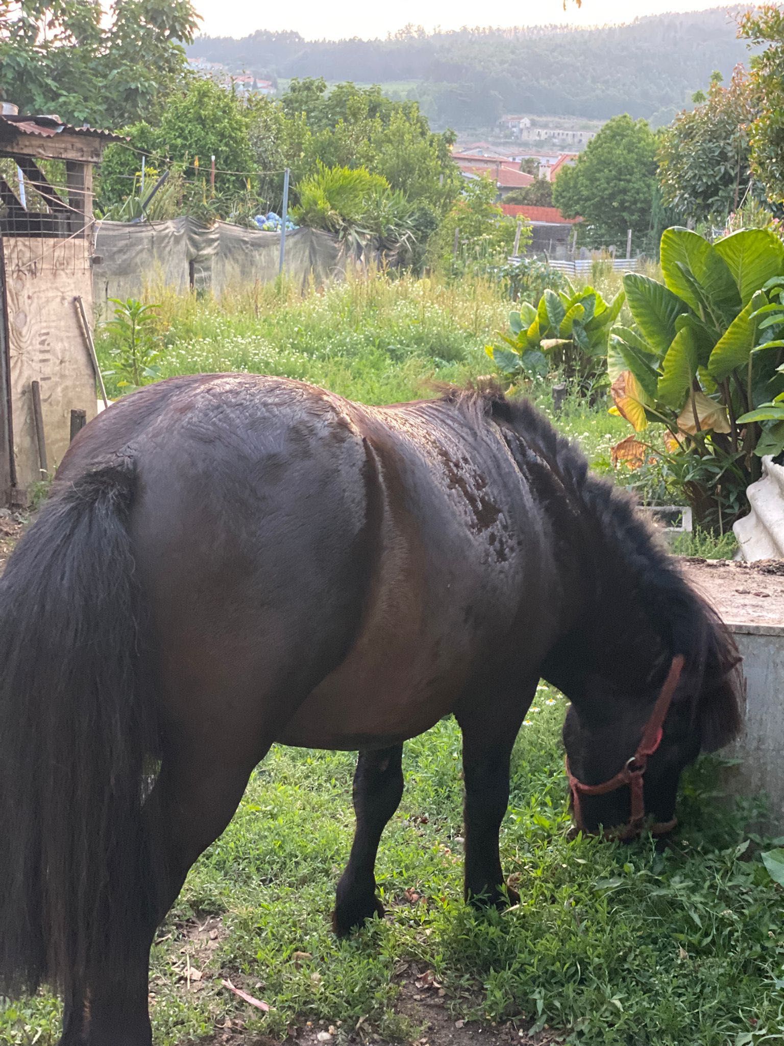 Pónei,montado e engatado