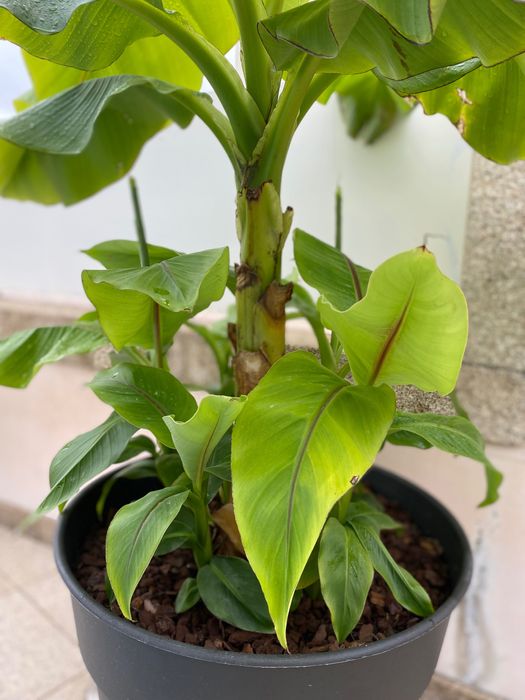 Bananeira „Musa basjoo“ com 7 rebentos