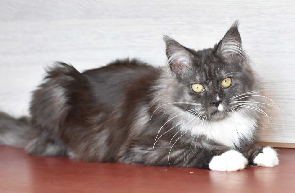 Девочка мечта в окрасе черный дым с белым