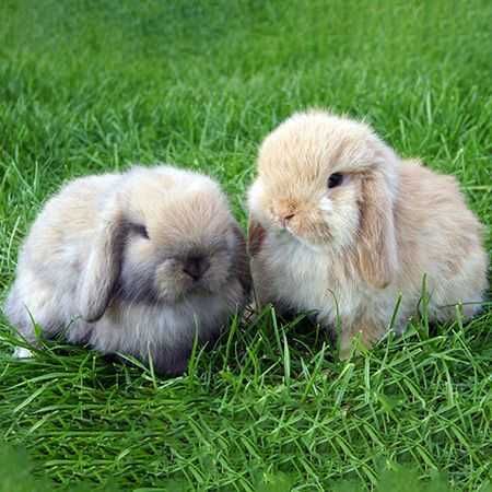 КРОЛИКИ  Декоративные. Детки. Домашние. Ручные. разные. есть КЛЕТКИ.