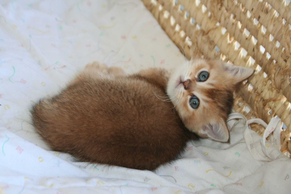 Шиншилятко з розумними очима