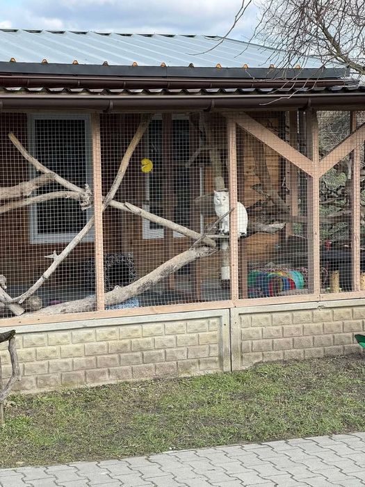 Kocurek Kortez czeka na dom