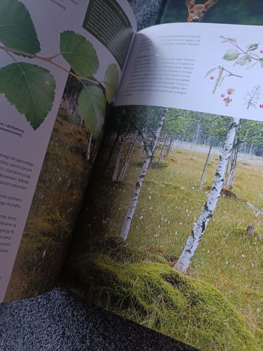 Encyklopedia przyrody zwierzeta rośliny