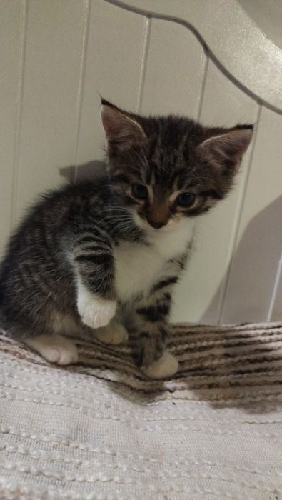 Oddam puchatą kotkę w dobre ręce