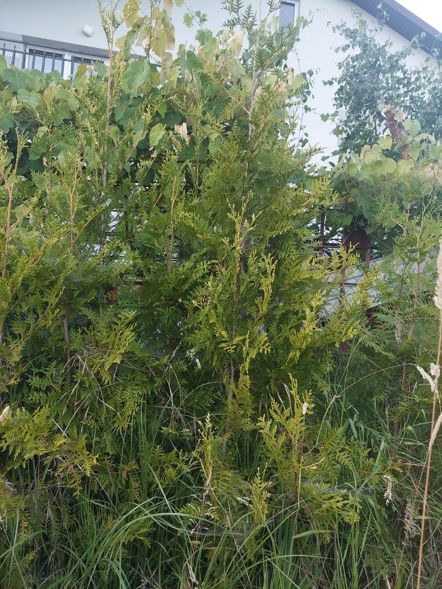 Tuje do ogrodu bardzo ładne.