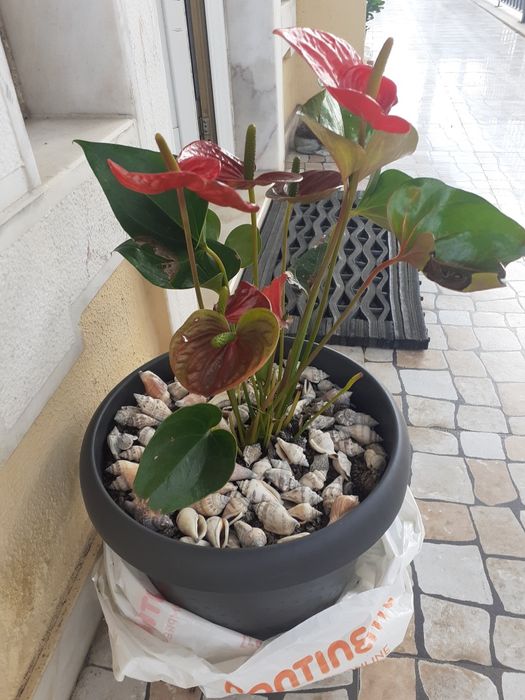 Vaso com planta natural muito bonita