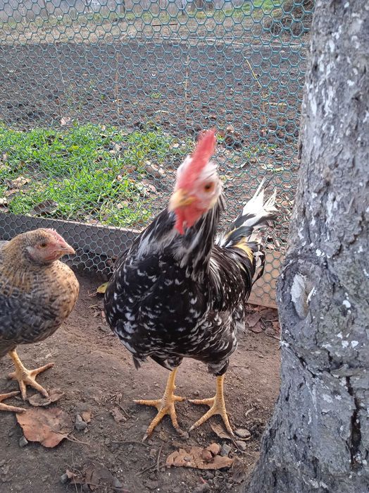 Породисті молоді півники