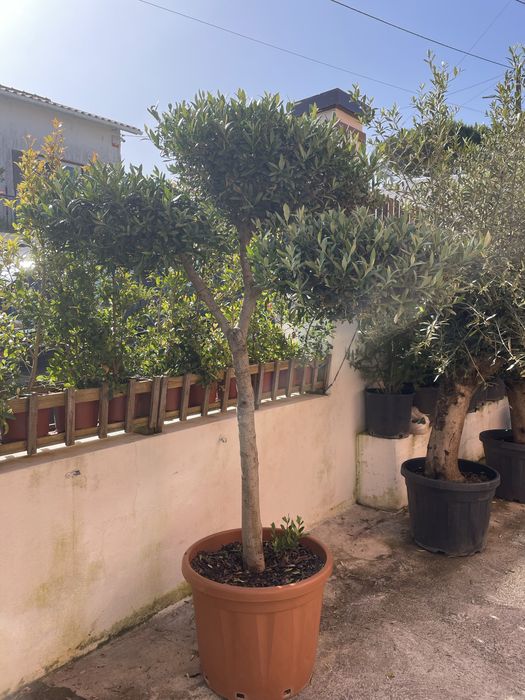 Oliveira bonsai em vaso