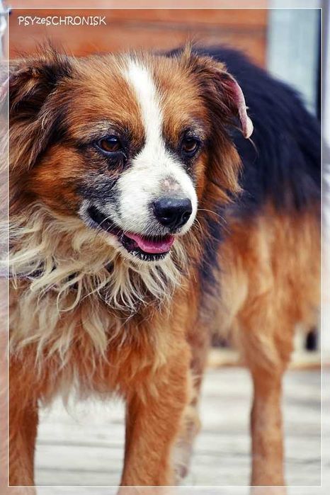 Bazu – ma tylko jedną wadę – nie jest pierwszej młodości