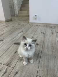 Kocurek Ragdoll FPL blue bicolor