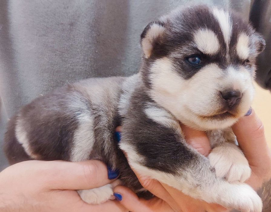 Малючки! Запитуйте!