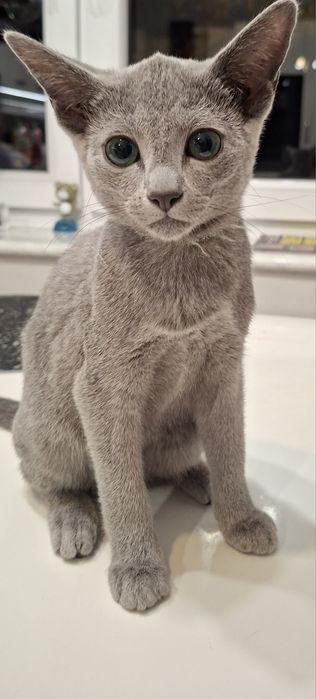 Kotek rosyjski niebieski gotowy do odbioru