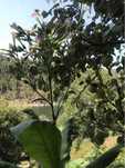 2500 Sementes Tabaco - Virginia Gold