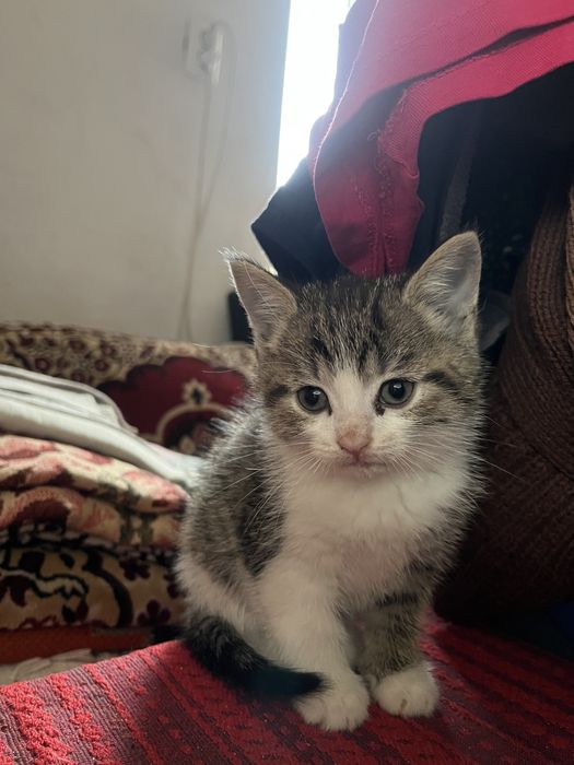 Кошенята (безкоштовно)