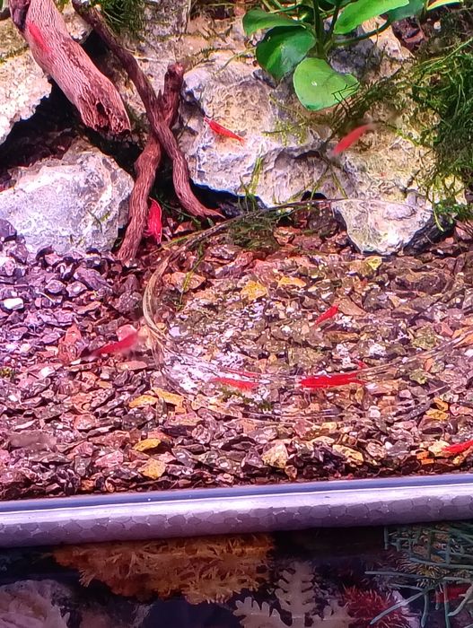 Camarões neocaridina