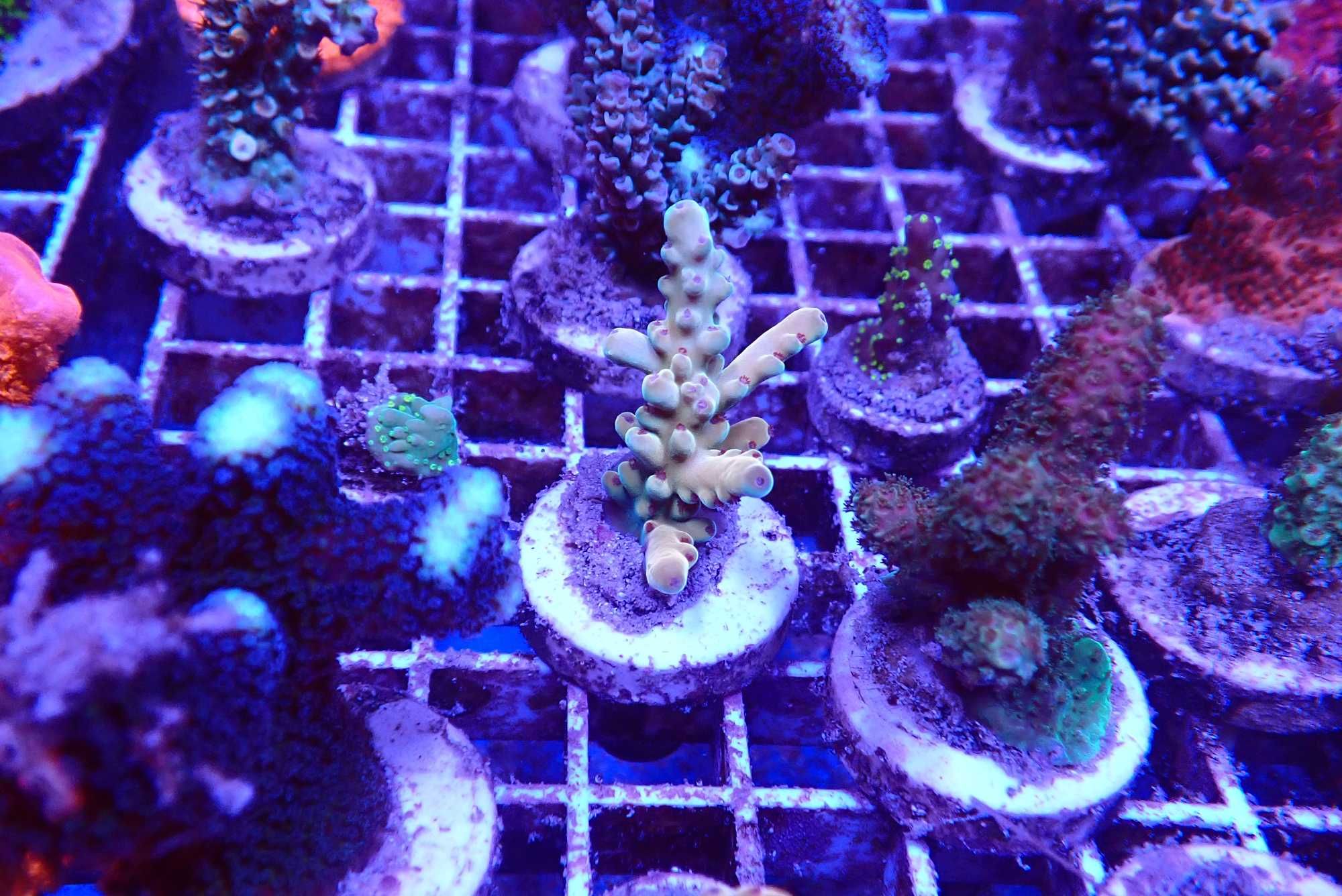 Acropora lokani koralowiec SPS