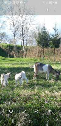 Продається коза первістка з козенятами