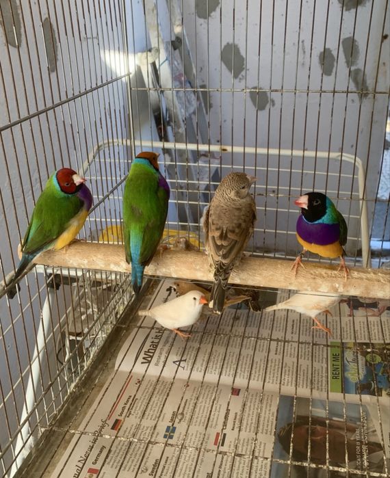 Passaros disponiveis