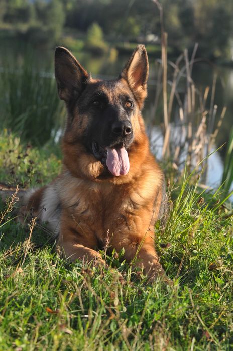 Owczarek niemiecki DŁUGOWŁOSY PIES rodowód FCI/ZKwP