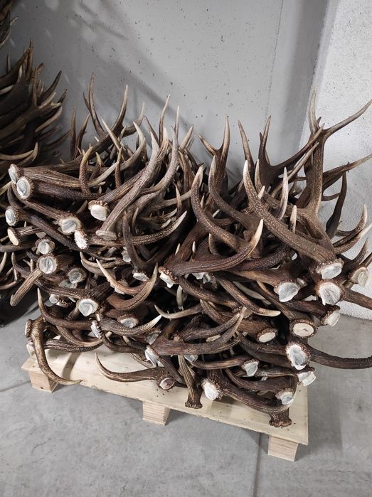 Skup poroża , jeleń, daniel ,loś