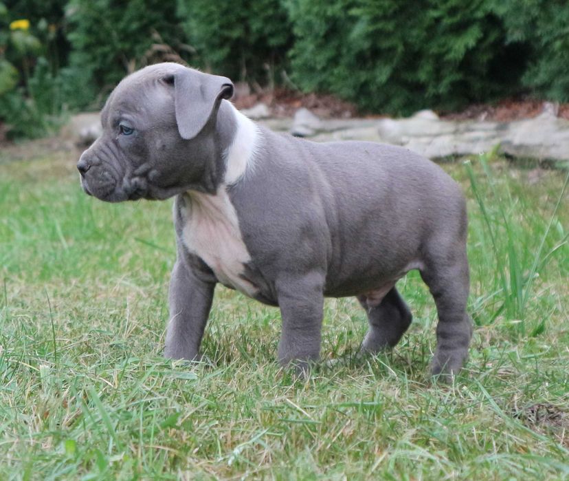 Amstaff Amstaf American Staffordshire Terrier Pies BLUE Błękitny samie